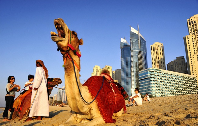 A Camel in Dubai