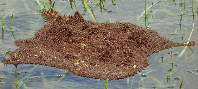 South American Fire Ants Floating Raft