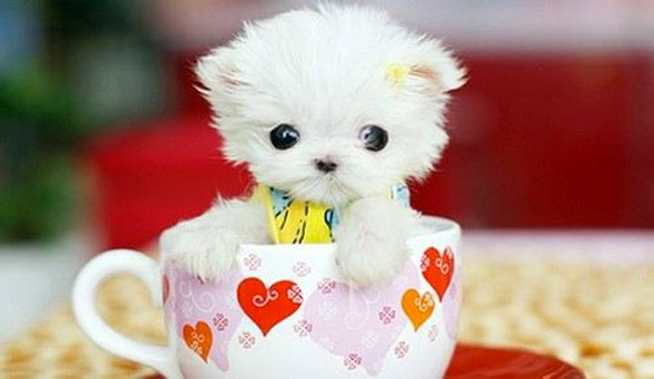 Cup of Cute