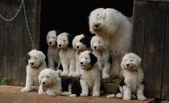 A Fuzzy Family Portrait