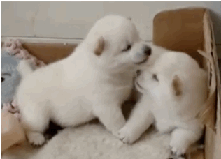 Kissing Puppies