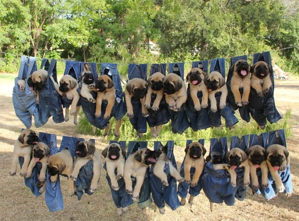 Mastiff Puppies on Laundry Day