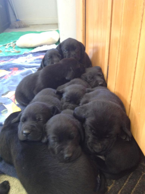 A Pile of Puppies