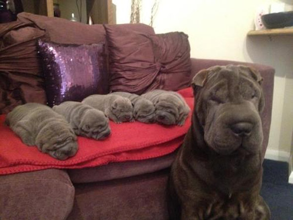 The Wrinkle Factory