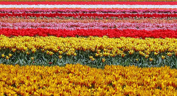 Tulipfield in Holland