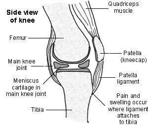 Knee Diagram
