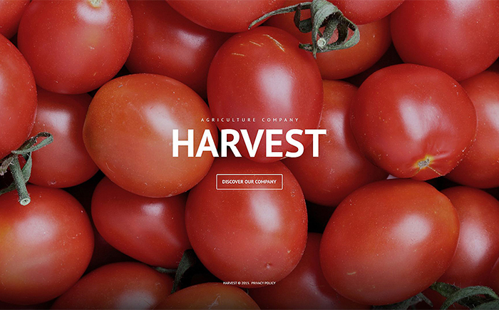 Harvest – Agriculture Firm WordPress Template